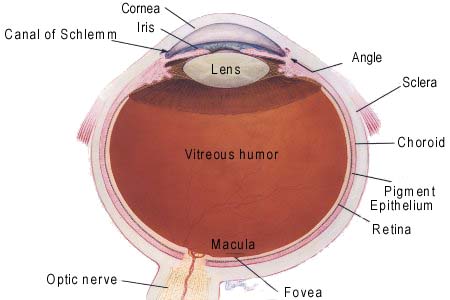  Human Eye Diagram Label Worksheet. on human eye diagram vitreous humor